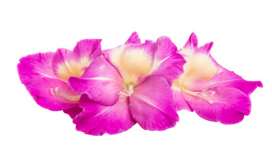 beautiful gladiolus flowers isolated