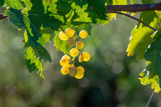 Bio winery white wine grape vineyard in Provence, south of France