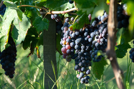 Bio winery red wine grape vineyard in Provence, south of France