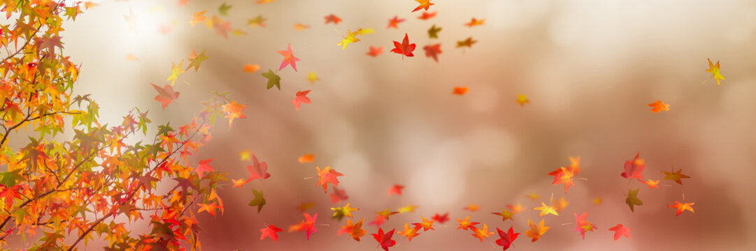 buntes herbstlaub f&auml;llt vom amberbaum