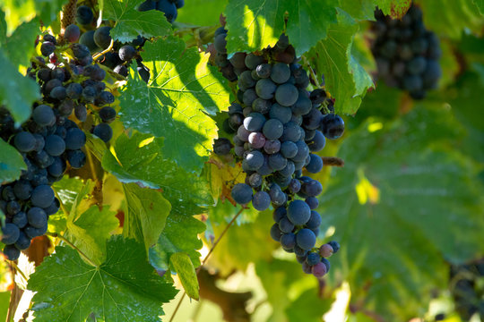 Bio winery red wine grape vineyard in Provence, south of France
