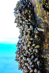 Gooseneck Barnacles 