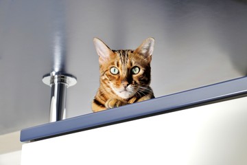 Benkal Katze am Beobachten
