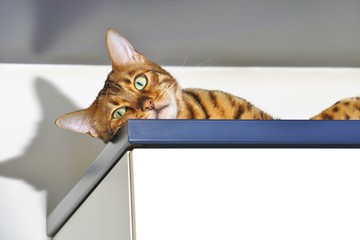 Benkal Katze müde am Kühlschrank Kasten