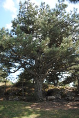 A pine tree in the rural