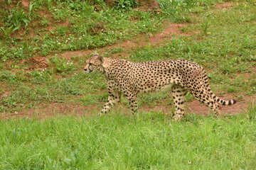 Safari fotografico en la sabana africana