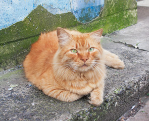 Fototapeta premium A red cat is resting. Candid.