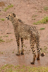 Guepardo safari fotografico en la sabana  afriacana