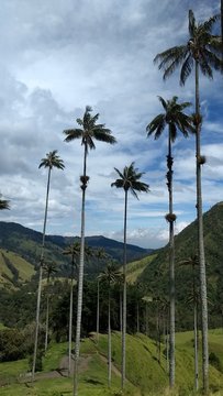 Valle de cocora. Palma de cera 