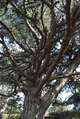 Pine tree