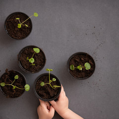 Top view on child's hands holding a plastic pot with small plant on grey table background