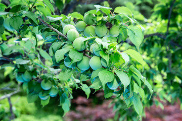 梅の木青いウメの実