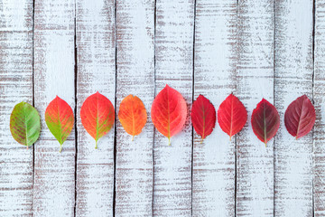 Bright autumn leaves on a light wooden background