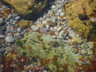 Medusas pequeñas, marrones y rosas en orilla con piedras de cala o playa de Sa Foradada en isla de Mallorca, Islas Baleares. Agua cristalina del mar Mediterráneo con animales invertebrados marinos.