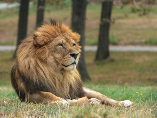 Fototapeta na wymiar leone