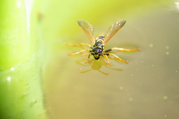Wasp drinks water - insects