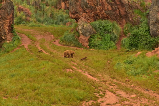 Osezno Images Browse 44 Stock Photos, Vectors, and Video Adobe Stock