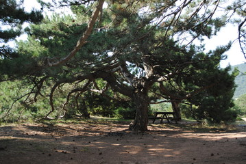 Pine tree