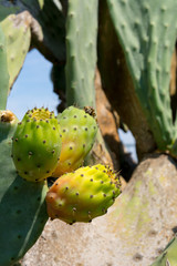 Close Up of Indian Fig (Ficus Indica) in Countryside in Italy in Late Summer on blur Background