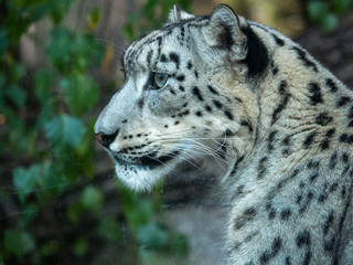 Obraz premium Pantera śnieżna