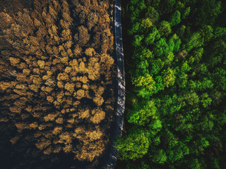 Half autumn half summer forest top down view