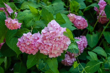 pink flower blooming in garden, close up view