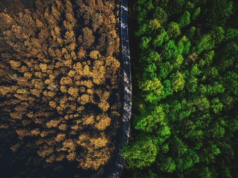 Half autumn half summer forest top down view