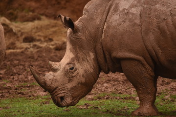 Obraz premium Reinoceronte en el Parque de Cabarceno Cantabria