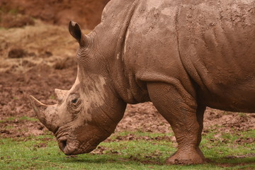 Fototapeta premium Kingdomceronte w parku Cabarceno w Kantabrii