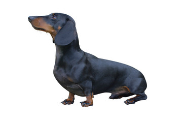 Black Dachshund
