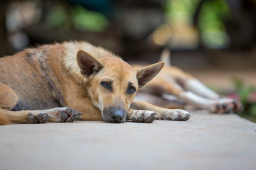 Traditional dog in Thailand is looking at the camera.