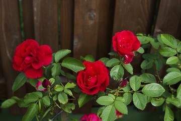few beautiful red faded garden rose and buds