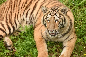Tuinposter Tigre de Bengala © LaureanoJesus