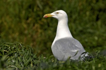 Goéland