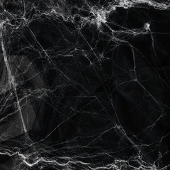 Spider web over black background. Halloween concept.