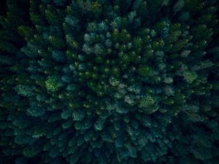 Top down aerial view over dense forest trees