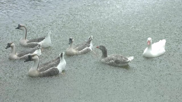 patos gansos lluvia agua lago campo mar rio ducks geese rain water lake field sea river
