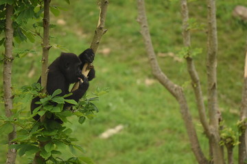 Gorila en Parque de Cabarceno Cantabria
