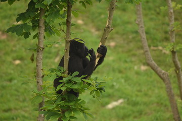 Gorila en Parque de Cabarceno Cantabria