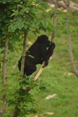 Gorila en Parque de Cabarceno Cantabria