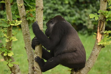 Gorila en Parque de Cabarceno Cantabria