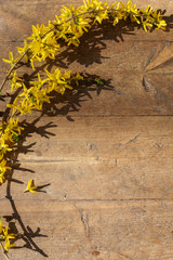 yellow forsythia on old wooden background