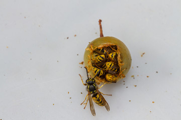 German Wasp (Vespula germanica)