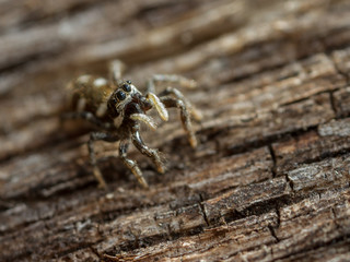 Zebra Spider - Salticus sp