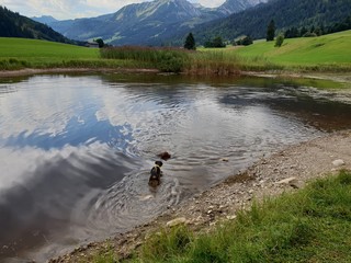 Fototapeta na wymiar dogs in the water, labrador, deutscher pintscher, swimming dog, 