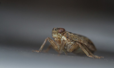 Issus coleoptratus planthopper