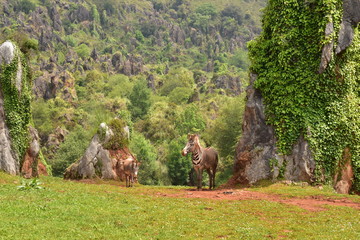 Cebras y camellos en el parque de cabarceno, Cantabria
