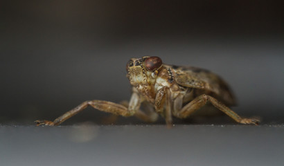 Issus coleoptratus planthopper