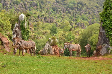 Cebras y camellos en el parque de cabarceno, Cantabria