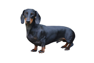 Black Dachshund